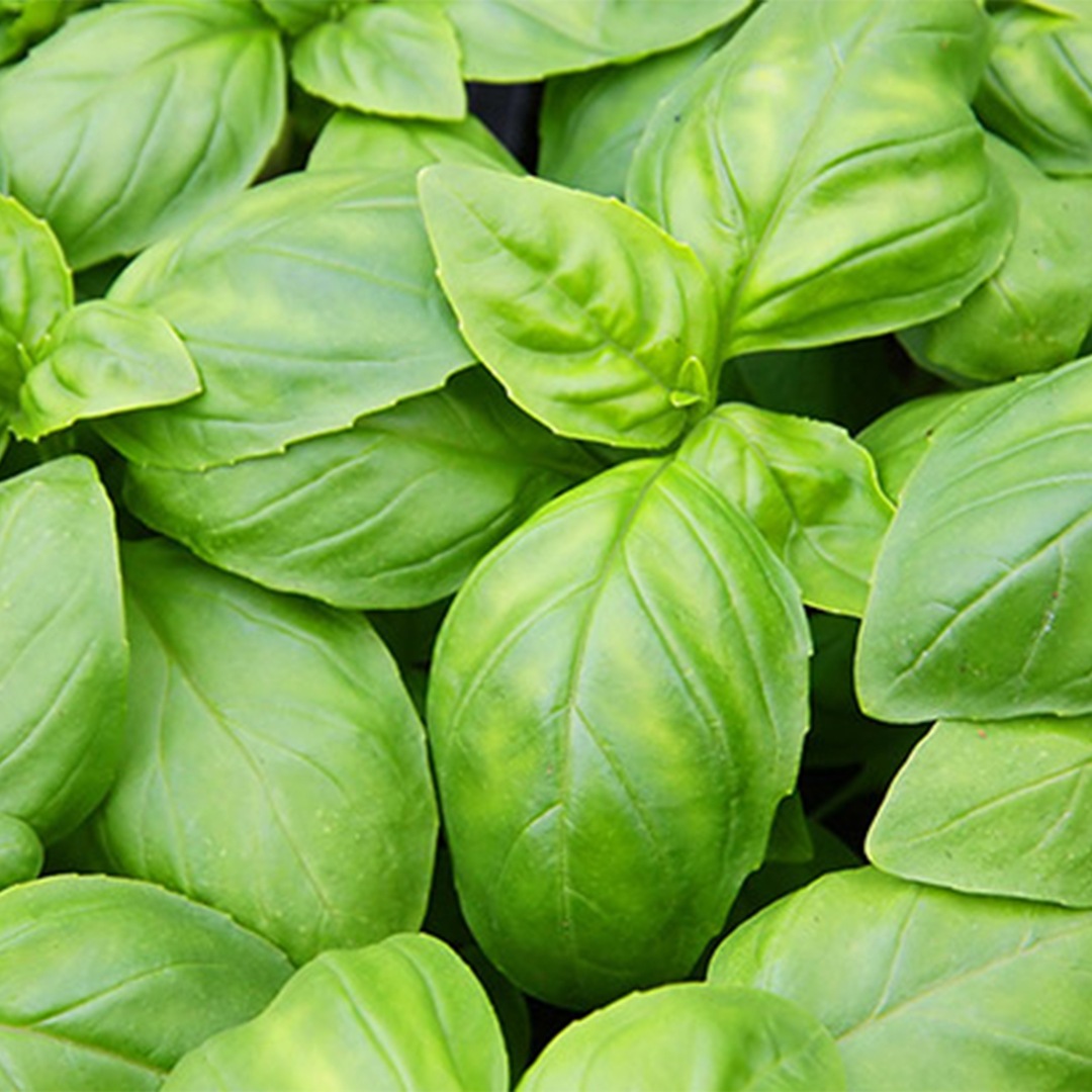 Effects of temperature on basil growth: some like it hot!