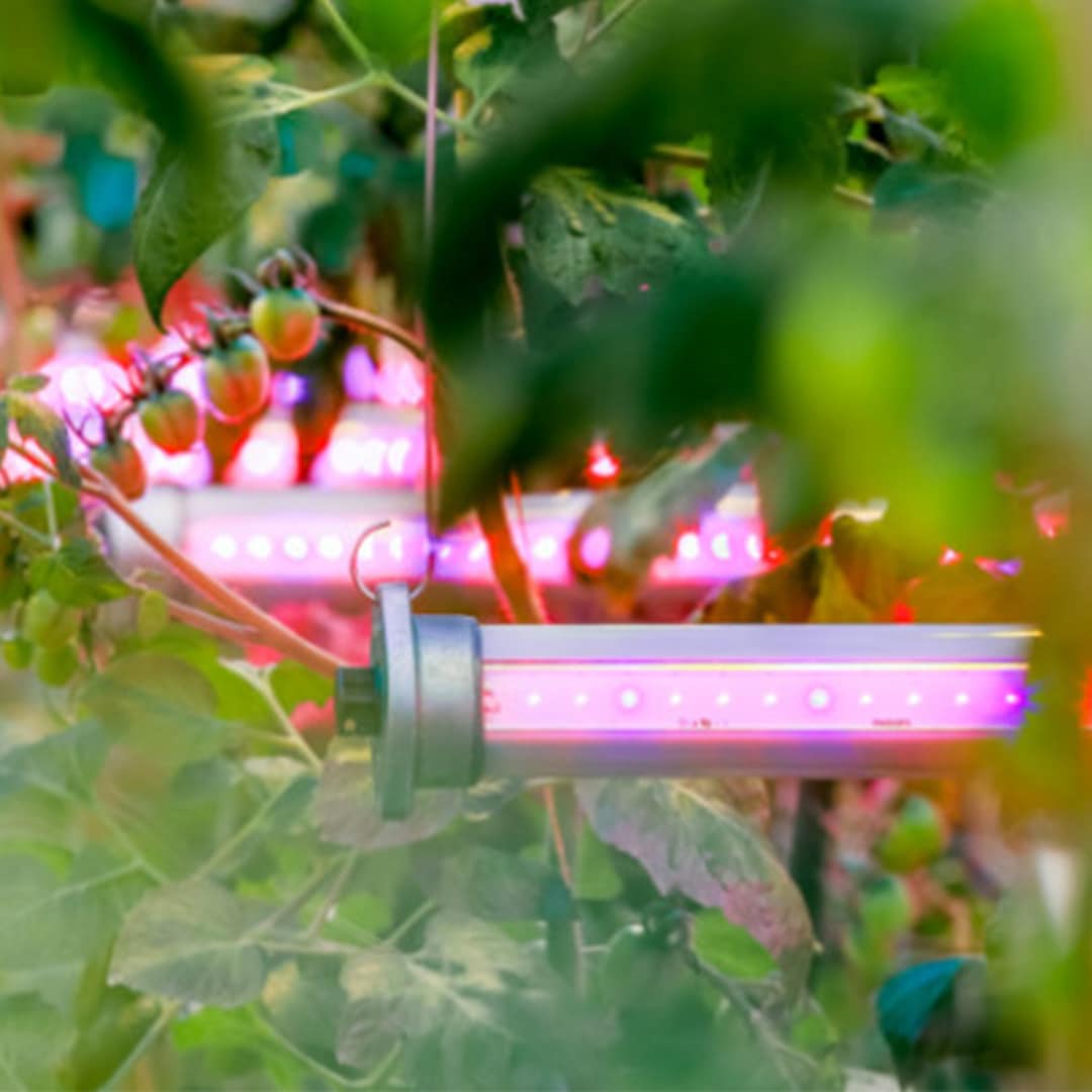 What is the difference between LED and HPS grow lights