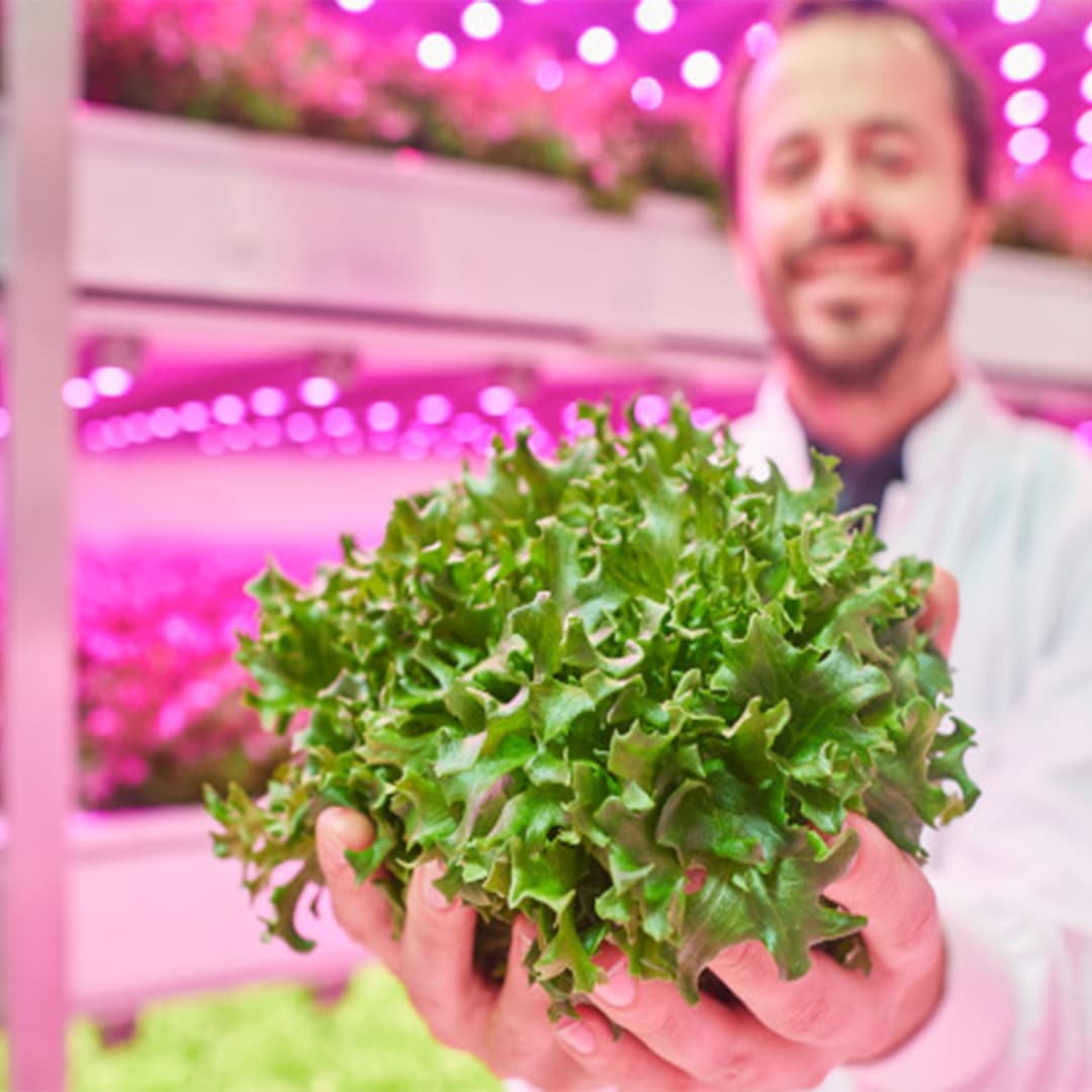 Four remarkable results that you can achieve with dynamic LED grow lights in a vertical farm
