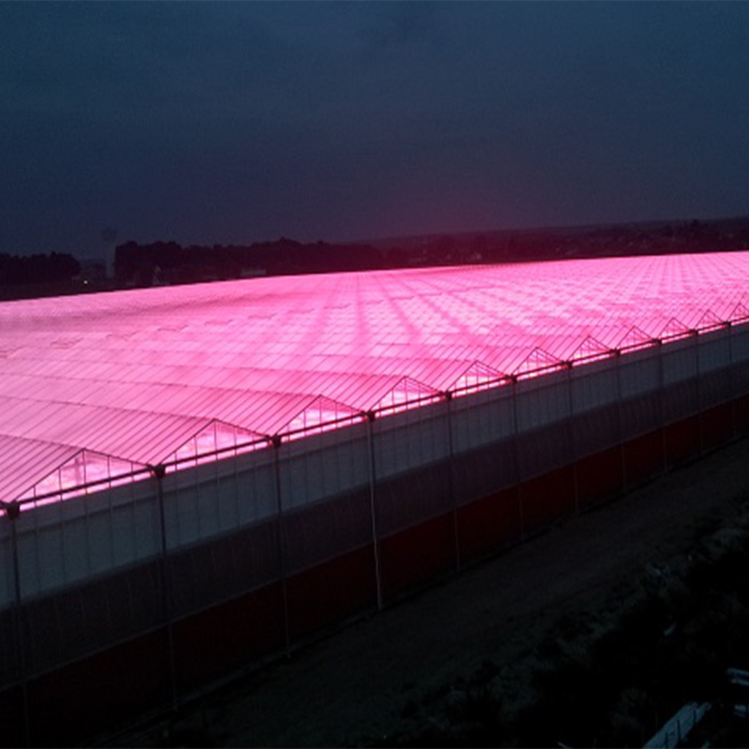A night shift in the greenhouse for Signify