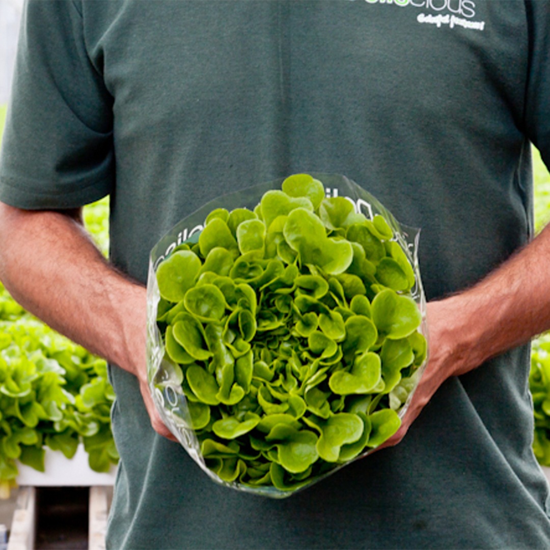 How different growing environments can influence nitrate levels in leafy greens