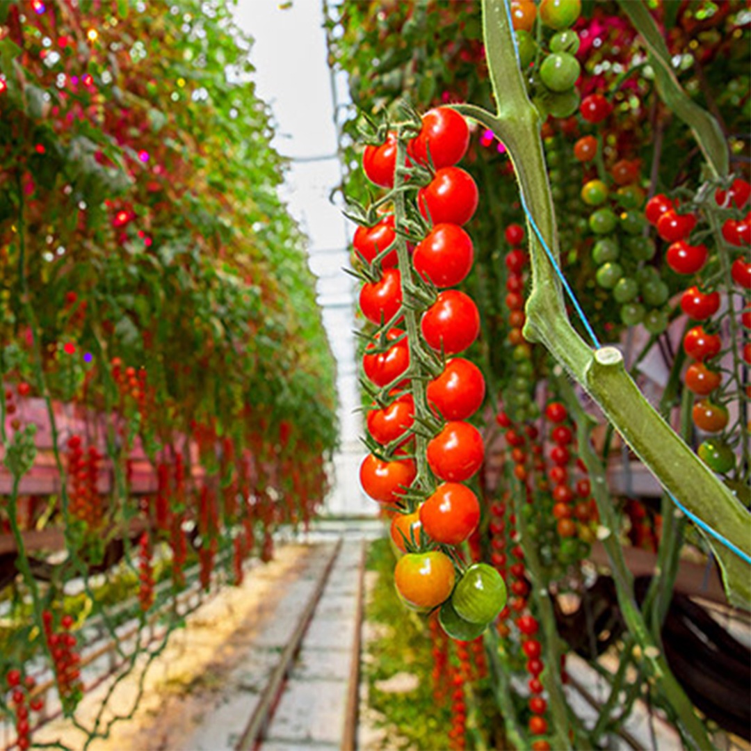 Three reasons why intercanopy lighting is effective for high-wire vegetables